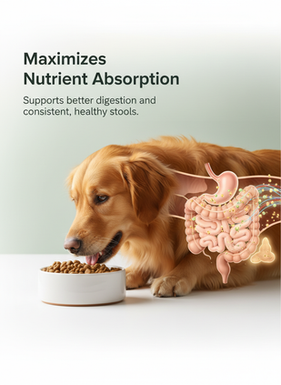 Improves Digestion & Nutrient Absorption